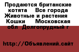 Продаются британские котята  - Все города Животные и растения » Кошки   . Московская обл.,Долгопрудный г.